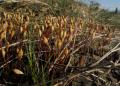 Polytrichum strictum