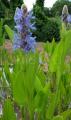 Pontederia cordata