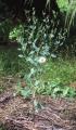 Porophyllum ruderale