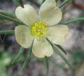 Portulaca elatior