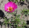 Portulaca grandiflora