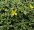 Portulaca quadrifida