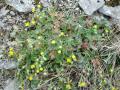Potentilla verna