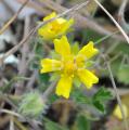 Potentilla verna