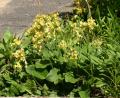 Primula veris