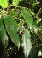 Prunus azorica