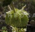 Pseudodictamnus undulatus