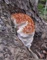 Pseudoinonotus dryadeus