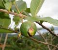 Psidium guajava