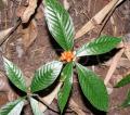 Psychotria calocarpa