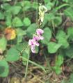Pueraria phaseoloides