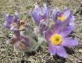 Pulsatilla grandis