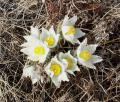 Pulsatilla patens