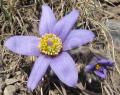 Pulsatilla turczaninovii