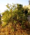 Punica granatum