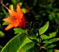 Punica granatum