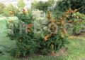 Pyracantha coccinea