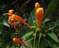 Pyrostegia venusta