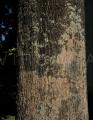 Quercus palustris