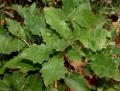Quercus prinoides