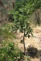 Quercus pyrenaica