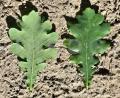 Quercus robur