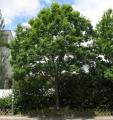 Quercus rubra