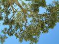 Quercus suber