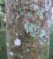 Rauvolfia caffra