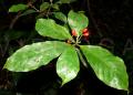 Rauvolfia verticillata