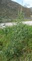 Reseda luteola