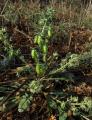 Reseda phyteuma