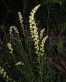Reseda virgata