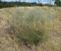 Retama monosperma