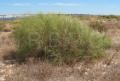 Retama sphaerocarpa