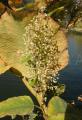 Reynoutria japonica