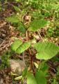 Reynoutria sachalinensis