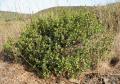 Rhamnus alaternus