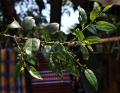 Rhamnus prinoides