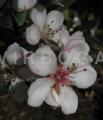 Rhaphiolepis indica