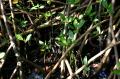 Rhizophora mangle
