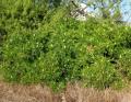 Rhus coriaria