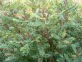 Rhus glabra