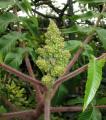 Rhus typhina