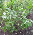 Ribes nigrum