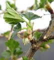 Ribes uva-crispa