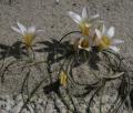 Romulea bulbocodium