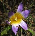 Romulea clusiana