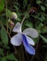 Rotheca myricoides
