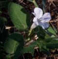 Ruellia primuloides